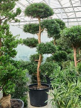 Подокарпус крупнолистный