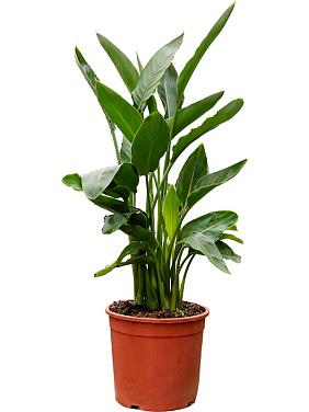 Стрелиция Королевская Регина