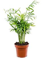 Хамедорея Элеганс изящная H45 D12 см