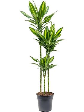 Драцена Фрагранс Чинто 3 ствола Драцена Фрагранс Чинто 3 ствола