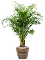 Арека Хризалидокарпус (Дипсис желтоватый) H130 D24 см