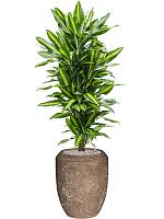 Драцена Фрагранс Чинто разветвленная H110 D27 см