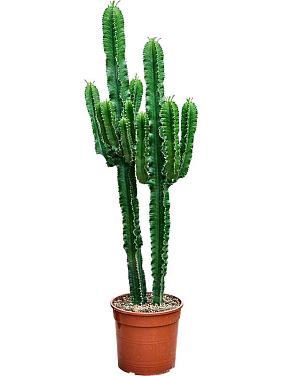 Молочай Эритрейский (Эуфорбия Эритрея)