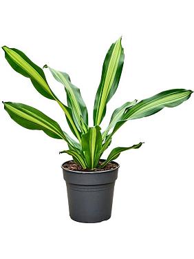 Драцена Фрагранс Берли Драцена Фрагранс Берли