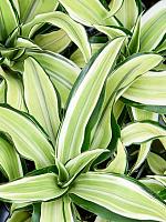 Драцена Фрагранс Малайка H12 D6 см