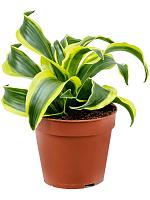 Драцена Фрагранс Торнадо H23 D12 см