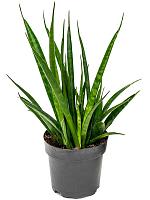 Сансевиерия Кирки Френдс H35 D12 см