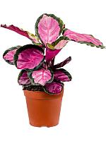 Калатея Сильвия H30 D12 см