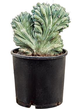 Миртиллокактус Геометрический Кристата