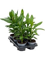 Кордилина Фрутикоза Глаука H35 D12 см