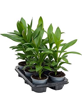 Кордилина Фрутикоза Глаука