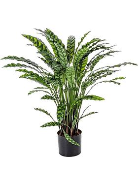 Калатея искусственная Калатея искусственная