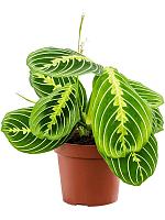 Маранта Лемон беложильчатая H35 D12 см