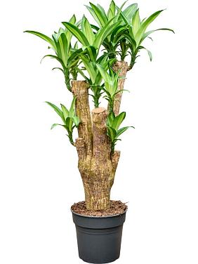 Драцена Фрагранс Массанжеана разветвленная Драцена Фрагранс Массанжеана разветвленная