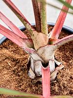 Латания лонтароидная H140 D38 см