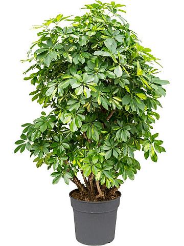 Шеффлера Голд Капелла разветвленная