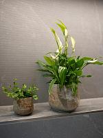 Кашпо Jelmer pot mint D20 H17 см Кашпо Jelmer pot mint D20 H17 см