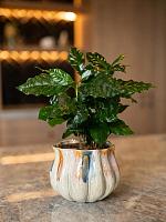 Кашпо Molly pot aquarel D16 H12 см Кашпо Molly pot aquarel D16 H12 см