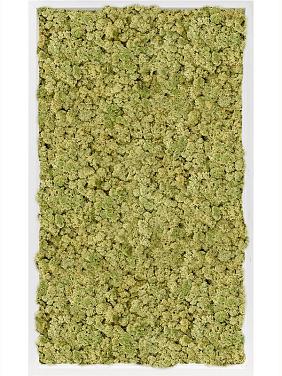 Картина из мха mdf ral 9010 satin gloss 100% reindeer moss (old green) Картина из мха mdf ral 9010 satin gloss 100% reindeer moss (old green)