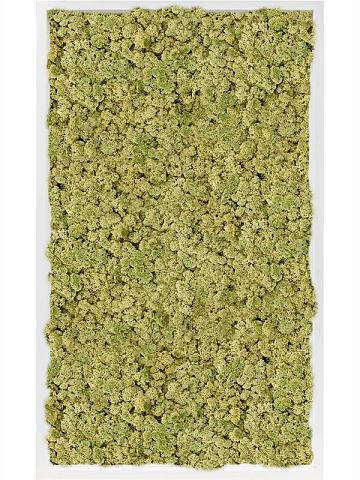 Картина из мха mdf ral 9010 satin gloss 100% reindeer moss (old green) Картина из мха mdf ral 9010 satin gloss 100% reindeer moss (old green)