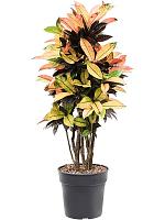 Кротон (Кодиеум) Миссис Айстон H125 D27 см