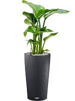 Стрелиция Николая H60 D17 см