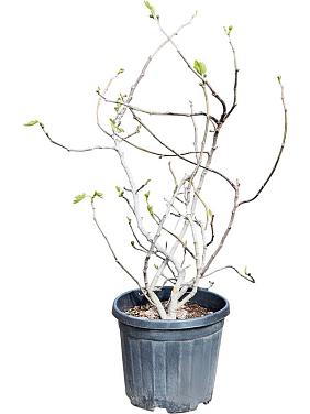 Фиговое дерево (Инжир)