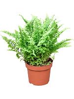 Нефролепис Витале H30 D12 см