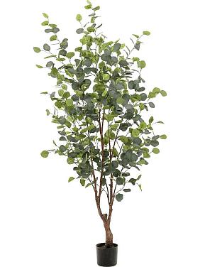 Эвкалипт искусственный