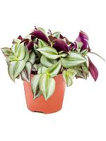 Традесканция Зебрина H20 D12 см
