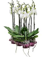 Фаленопсис Krystina 2 ствола H65 D12 см