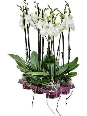 Фаленопсис Krystina 2 ствола