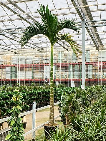 Бетелевая пальма (Арека Катеху)