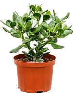 Крассула Овата H35 D17 см