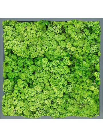 Картина из мха mdf ral 7016 satin gloss 100% reindeer (light grass green) Картина из мха mdf ral 7016 satin gloss 100% reindeer (light grass green)