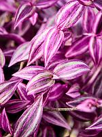 Традесканция Зебрина Пинк Парадайз ампельная H30 D20 см