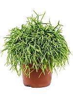 Рипсалис Бацифера Оазис H20 D12 см