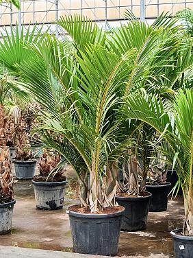 Гиофорба Вершаффельта бутылочная Гиофорба Вершаффельта бутылочная