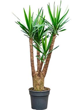 Юкка Слоновая разветвленная Юкка Слоновая разветвленная