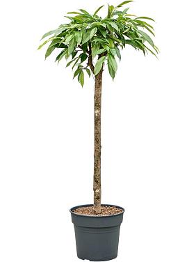 Фикус Бенедикта Амстел Кинг Фикус Бенедикта Амстел Кинг