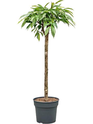 Фикус Бенедикта Амстел Кинг Фикус Бенедикта Амстел Кинг