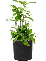 Кашпо Rough puk m black washed D20 H20 см