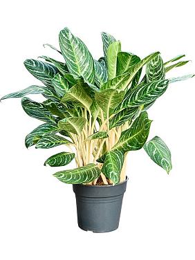 Аглаонема Кей Лайм Аглаонема Кей Лайм