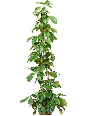 Комнатный виноград (Тетрастигма Вуанье) пирамида Комнатный виноград (Тетрастигма Вуанье) пирамида