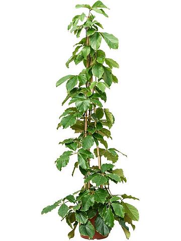 Комнатный виноград (Тетрастигма Вуанье) пирамида