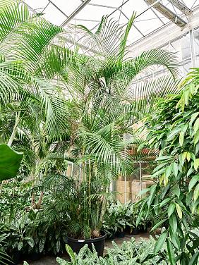 Арека Хризалидокарпус (Дипсис желтоватый) Арека Хризалидокарпус (Дипсис желтоватый)