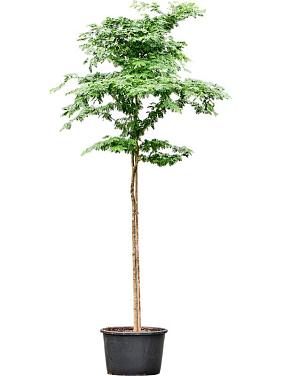 Бульнезия древовидная Бульнезия древовидная