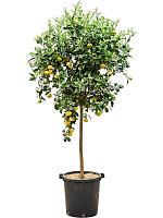 Цитрус Лиметта Пурша H185 D38 см