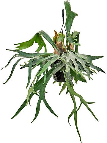 Платицериум Бифуркатум оленерогий ампельный