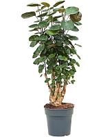 Полисциас Фабиан H100 D27 см